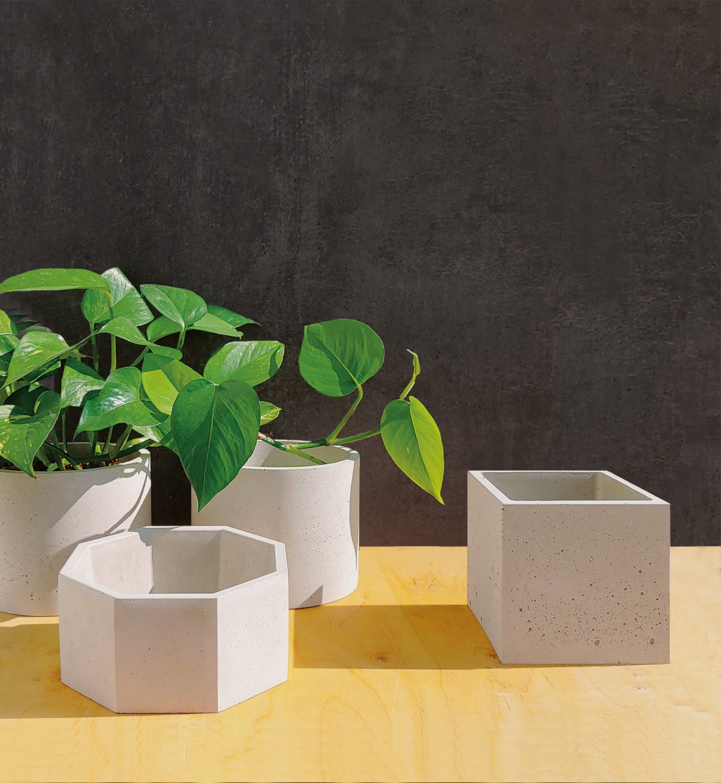 Blumentopf Set aus Beton. Du bist ein DSCHUNGELKÖNIG in deiner eigenen Wohnung? - oder hast schon die Kontrolle über deinen Dschungel verloren?