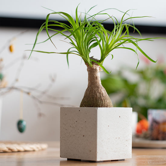 Elefantenfuß im Betontopf, Pflanze im Blumentopf auf dem Tisch stehend.